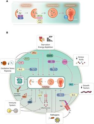 Homeostasis Maintenance in Plasmodium-Infected Placentas: Is There a Role for Placental Autophagy During Malaria in Pregnancy?